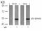 p53 antibody, 79-145, ProSci, Western Blot image 