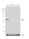 Paired Box 8 antibody, PA1-112, Invitrogen Antibodies, Western Blot image 