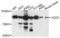 Adducin 2 antibody, LS-C410559, Lifespan Biosciences, Western Blot image 