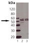 TNF Receptor Superfamily Member 1A antibody, A00294-1, Boster Biological Technology, Western Blot image 
