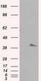 Pleckstrin antibody, LS-C114961, Lifespan Biosciences, Western Blot image 