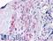 ADAM Metallopeptidase With Thrombospondin Type 1 Motif 5 antibody, LS-A1534, Lifespan Biosciences, Immunohistochemistry frozen image 