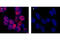 CAMP Responsive Element Binding Protein 1 antibody, 9198S, Cell Signaling Technology, Immunocytochemistry image 
