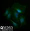 Spectrin Beta, Non-Erythrocytic 4 antibody, NBP2-44310, Novus Biologicals, Immunocytochemistry image 