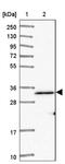 AarF Domain Containing Kinase 1 antibody, NBP2-14267, Novus Biologicals, Western Blot image 