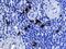 S100 Calcium Binding Protein A12 antibody, BAF1052, R&D Systems, Western Blot image 