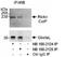 MTOR Associated Protein, LST8 Homolog antibody, NB100-2124, Novus Biologicals, Immunoprecipitation image 