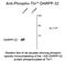 Protein Phosphatase 1 Regulatory Inhibitor Subunit 1B antibody, NB300-224, Novus Biologicals, Western Blot image 