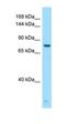 G Protein-Coupled Receptor Class C Group 6 Member A antibody, orb331280, Biorbyt, Western Blot image 