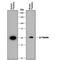 Tubulin beta-1 chain antibody, MAB8527, R&D Systems, Western Blot image 