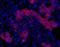 Oval Cell Marker antibody, NBP1-18967, Novus Biologicals, Immunohistochemistry frozen image 