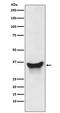 BCL2 Interacting Protein 3 Like antibody, M03107, Boster Biological Technology, Western Blot image 