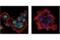 Malic Enzyme 2 antibody, 35939S, Cell Signaling Technology, Immunofluorescence image 