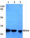 Replication Protein A4 antibody, PA5-75738, Invitrogen Antibodies, Western Blot image 