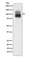 BDNF/NT-3 growth factors receptor antibody, M01388-3, Boster Biological Technology, Western Blot image 