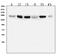 Insulin Receptor Substrate 1 antibody, M00268-1, Boster Biological Technology, Western Blot image 