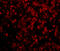 Lipase E, Hormone Sensitive Type antibody, 3965, ProSci, Immunofluorescence image 