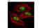 Cell Cycle And Apoptosis Regulator 2 antibody, 5857S, Cell Signaling Technology, Immunofluorescence image 