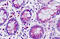 DAB Adaptor Protein 1 antibody, MBS248445, MyBioSource, Immunohistochemistry frozen image 