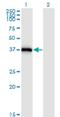 Syntaxin 16 antibody, H00008675-M03, Novus Biologicals, Western Blot image 