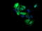 Mitogen-Activated Protein Kinase Kinase 3 antibody, LS-C174467, Lifespan Biosciences, Immunofluorescence image 