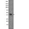 Cyclin G2 antibody, abx149016, Abbexa, Western Blot image 