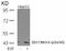 Mitogen-Activated Protein Kinase Kinase 4 antibody, GTX50227, GeneTex, Western Blot image 