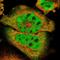 Meis Homeobox 2 antibody, NBP1-81669, Novus Biologicals, Immunofluorescence image 