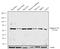 Discs Large MAGUK Scaffold Protein 2 antibody, 701999, Invitrogen Antibodies, Western Blot image 
