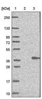 Ovo Like Transcriptional Repressor 1 antibody, PA5-52037, Invitrogen Antibodies, Western Blot image 