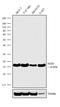 Superoxide Dismutase 1 antibody, 702783, Invitrogen Antibodies, Western Blot image 