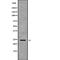 AlkB Homolog 7 antibody, PA5-68056, Invitrogen Antibodies, Western Blot image 