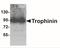 Trophinin antibody, NBP2-41320, Novus Biologicals, Western Blot image 
