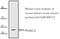 Eukaryotic Translation Initiation Factor 4E Binding Protein 2 antibody, A05326, Boster Biological Technology, Western Blot image 