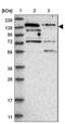 RNA Binding Motif Protein 6 antibody, NBP1-89376, Novus Biologicals, Western Blot image 