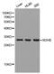 DHSB antibody, STJ111055, St John