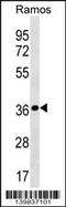 Mitochondrial Ribosomal Protein L19 antibody, 60-446, ProSci, Western Blot image 