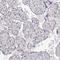 Death Associated Protein Like 1 antibody, HPA046937, Atlas Antibodies, Immunohistochemistry frozen image 