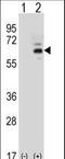 Fas Activated Serine/Threonine Kinase antibody, LS-C166056, Lifespan Biosciences, Western Blot image 