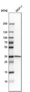 Syntaxin 4 antibody, PA5-51560, Invitrogen Antibodies, Western Blot image 