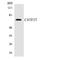 Cleavage Stimulation Factor Subunit 2 Tau Variant antibody, LS-C291836, Lifespan Biosciences, Western Blot image 