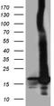 RNA Polymerase II Subunit H antibody, TA810767S, Origene, Western Blot image 
