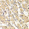 Troponin I3, Cardiac Type antibody, LS-C349024, Lifespan Biosciences, Immunohistochemistry frozen image 