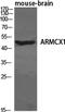 Armadillo Repeat Containing X-Linked 1 antibody, PA5-50911, Invitrogen Antibodies, Western Blot image 