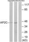 Transcription Factor AP-2 Gamma antibody, LS-C119183, Lifespan Biosciences, Western Blot image 