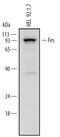 FES Proto-Oncogene, Tyrosine Kinase antibody, AF6460, R&D Systems, Western Blot image 