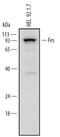 FES Proto-Oncogene, Tyrosine Kinase antibody, AF6460, R&D Systems, Western Blot image 