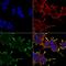 Crystallin Alpha B antibody, MA5-27708, Invitrogen Antibodies, Immunofluorescence image 