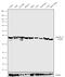 Annexin A1 antibody, 702057, Invitrogen Antibodies, Western Blot image 