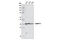 Poly(RC) Binding Protein 1 antibody, 8534S, Cell Signaling Technology, Western Blot image 